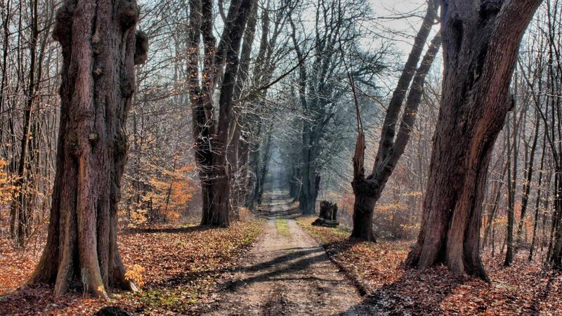 Path Through Autumn Forest — Brown, Serene, Photograph, Trees, Fallen Leaves, Dirt Path