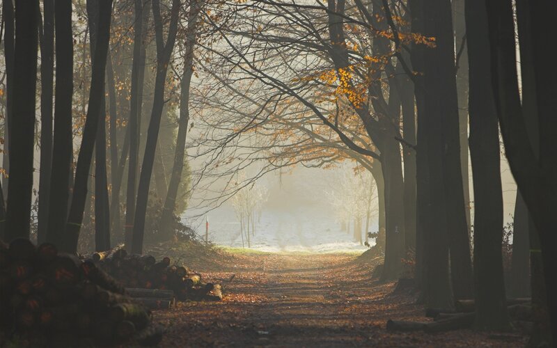 Path Through Autumn Forest — Brown, Serene, Photograph, Trees, Fallen Leaves, Logs
