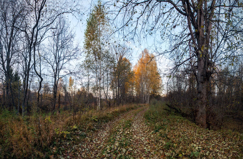 Path Through Autumn Forest — Brown, Serene, Photograph, Trees, Fallen Leaves, Sky
