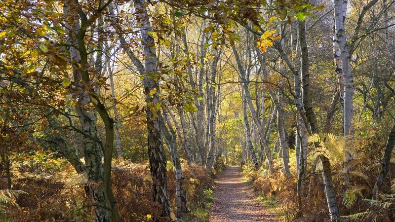 Path Through Autumn Forest — Brown, Serene, Photograph, Trees, Fallen Leaves, Sunlight