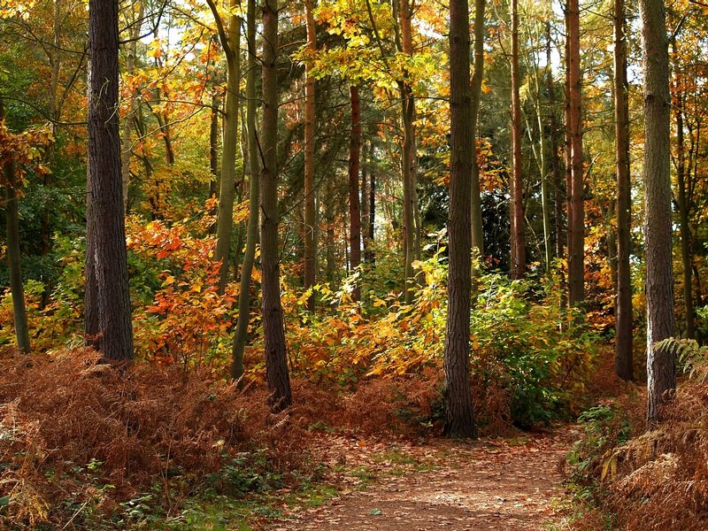 Path Through Autumn Forest — Brown, Serene, Photograph, Trees, Fallen Leaves