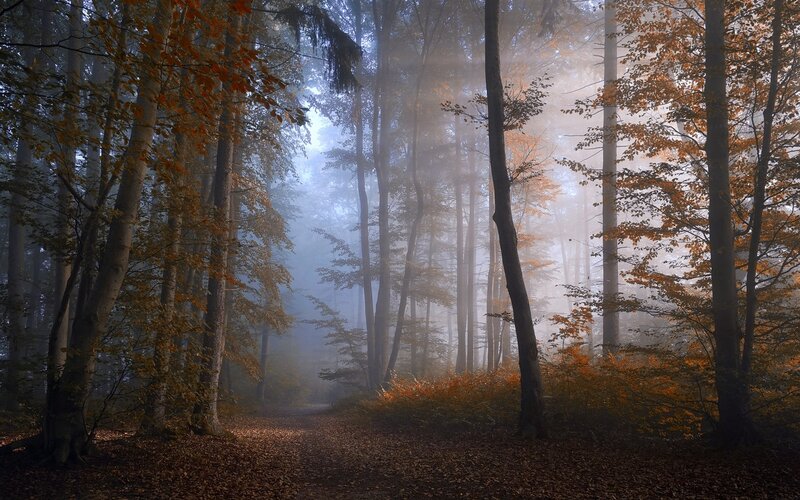 Path Through Autumn Forest — Brown, Serene, Photograph, Trees, Fog, Leaves, Sunlight