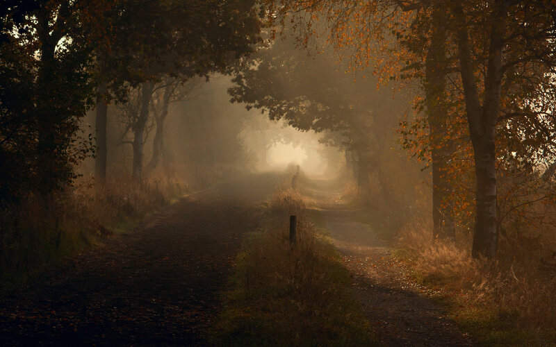 Path Through Autumn Forest — Brown, Serene, Photograph, Trees, Fog, Sunlight