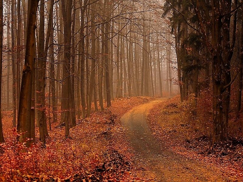 Path Through Autumn Forest — Brown, Serene, Photograph, Trees, Leaves, Fog, Orange
