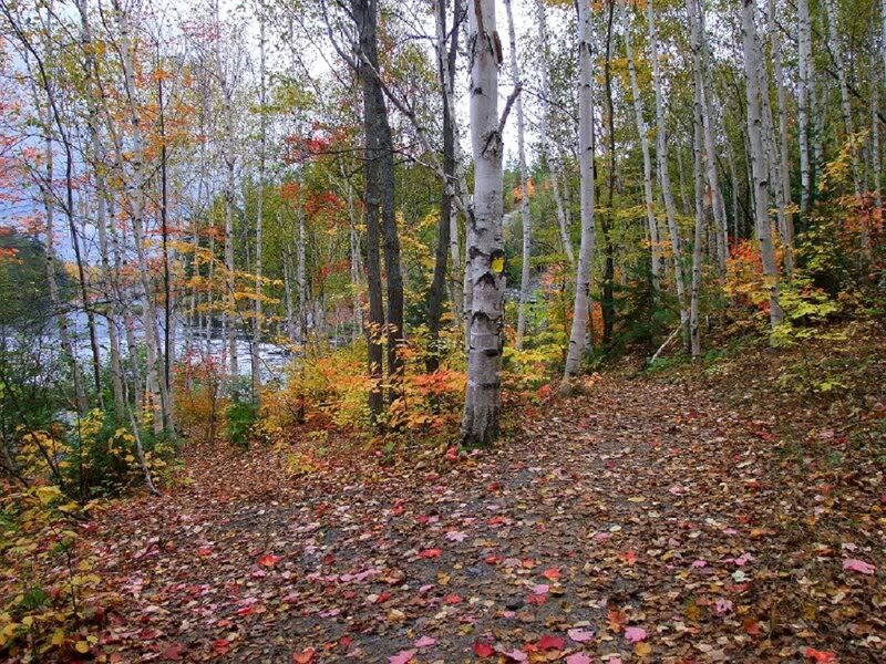 Path Through Autumn Forest — Brown, Serene, Photograph, Trees, Leaves, River