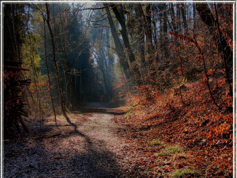 Path Through Autumn Forest — Brown, Serene, Photograph, Trees, Leaves, Sunlight, Orange, Green