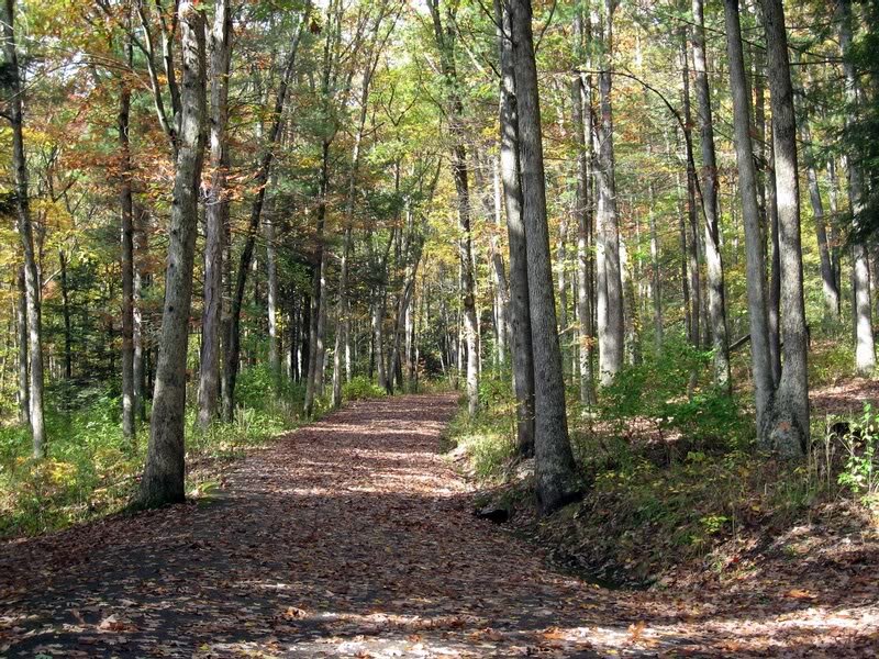 Path Through Autumn Forest — Brown, Serene, Photograph, Trees, Leaves, Sunlight