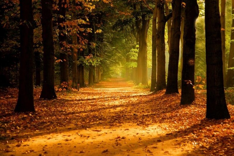 Path Through Autumn Forest — Brown, Serene, Photograph, Trees, Leaves, Sunlight, Yellow, Green