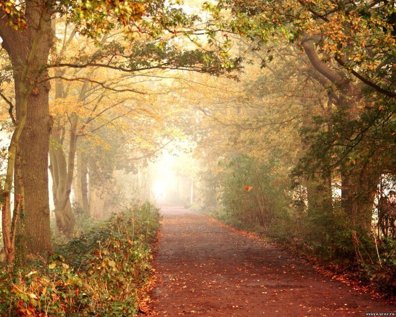 Path Through Autumn Forest — Brown, Serene, Photograph, Trees, Leaves