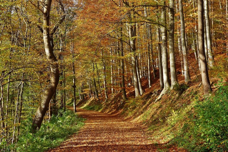 Path Through Autumn Forest — Brown, Serene, Photograph, Trees, Leaves, Trail