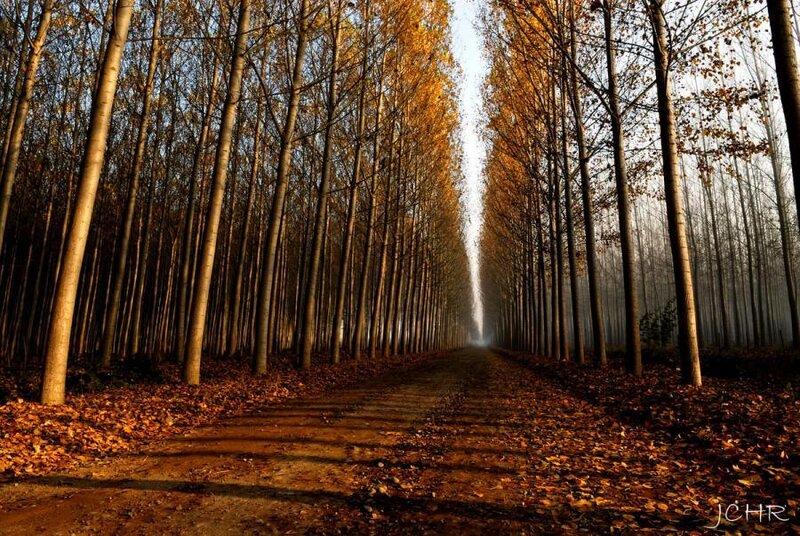 Path Through Autumn Forest — Brown, Serene, Photograph, Trees, Leaves, Yellow, Orange