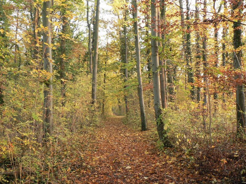 Path Through Autumn Forest — Brown, Serene, Photograph, Trees, Leaves, Yellow