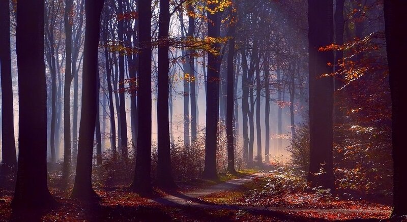 Path Through Autumn Forest — Brown, Serene, Photograph, Trees, Sunlight, Fog, Leaves, Orange