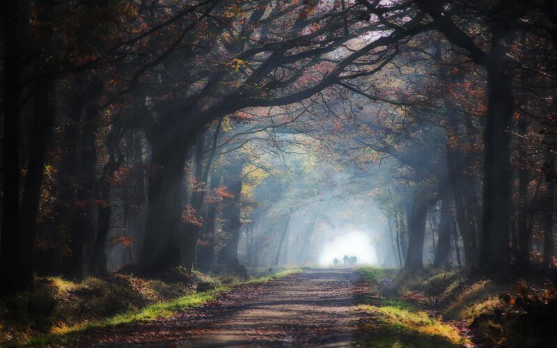 Path Through Autumn Forest — Brown, Serene, Photograph, Trees, Sunlight, Fog, Leaves