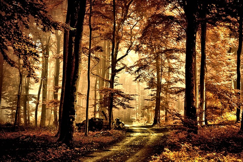 Path Through Autumn Forest — Brown, Serene, Photograph, Trees, Sunlight, Fog