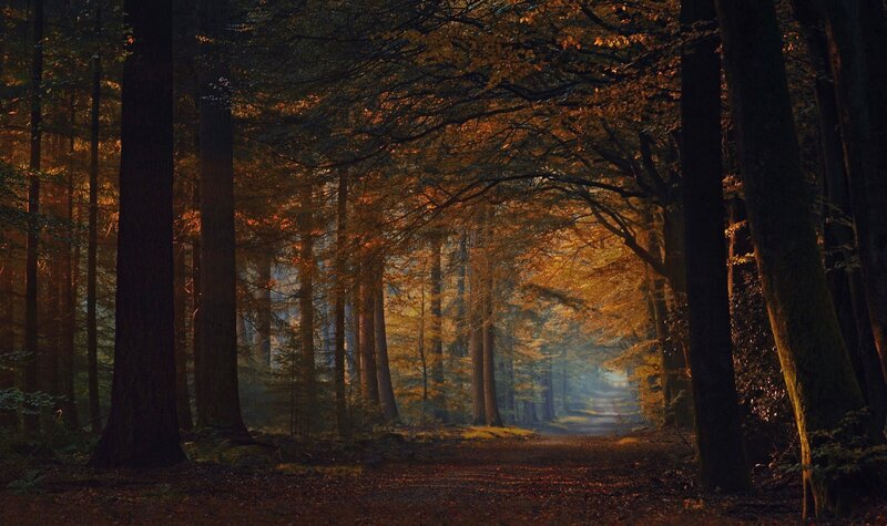 Path Through Autumn Forest — Brown, Serene, Photograph, Trees, Sunlight, Leaves