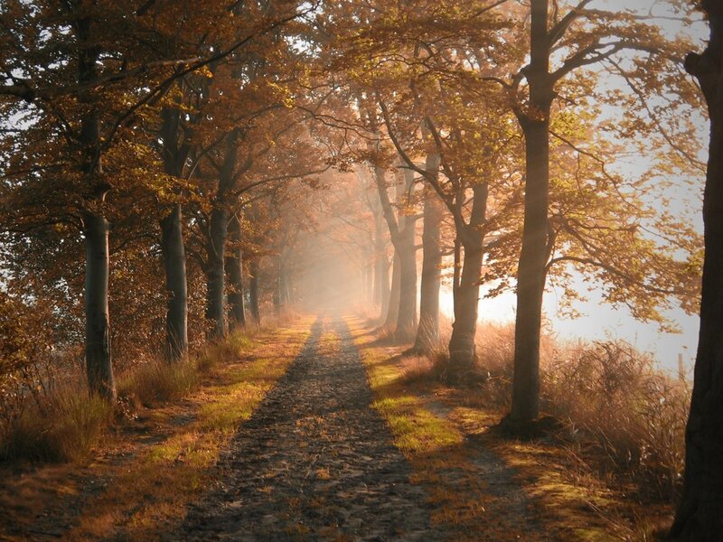 Path Through Autumn Forest — Brown, Serene, Photograph, Trees, Sunlight