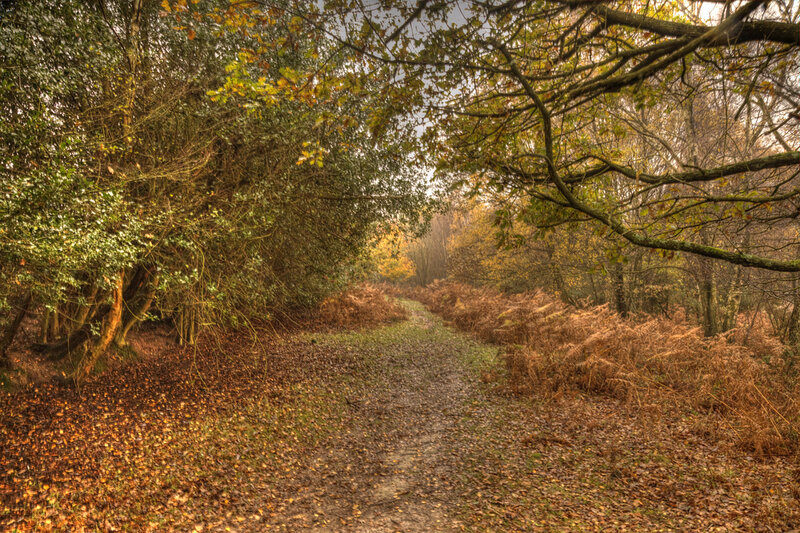 Path Through Autumn Forest — Brown, Serene, Photograph, Trees