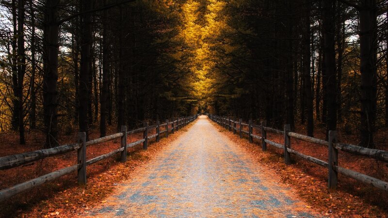 Path Through Autumn Forest — Brown, Serene, Photograph, Wooden Fence