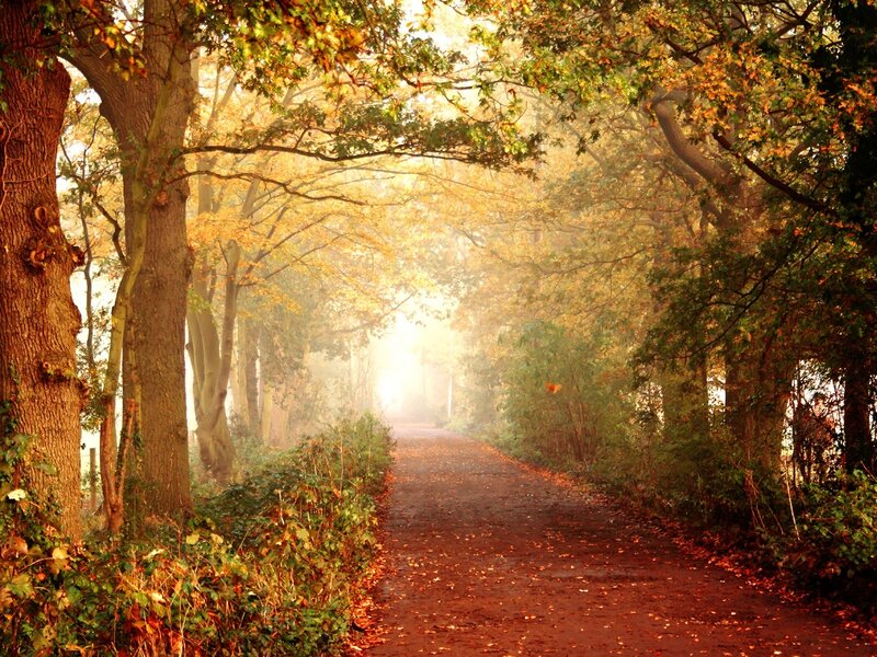 Path Through Autumn Forest — Brown, Serene