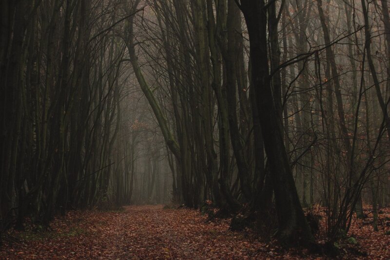 Path Through Autumn Forest — Brown, Somber