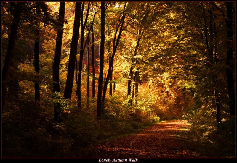 Path Through Autumn Forest — Gold, Serene, Photograph