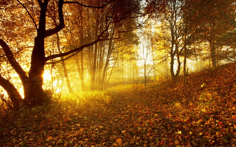 Path Through Autumn Forest — Gold, Serene, Photograph, Trees, Fallen Leaves