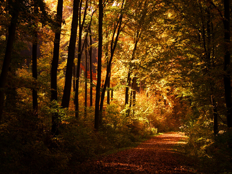 Path Through Autumn Forest — Gold, Serene, Photograph, Trees, Leaves, Sunlight