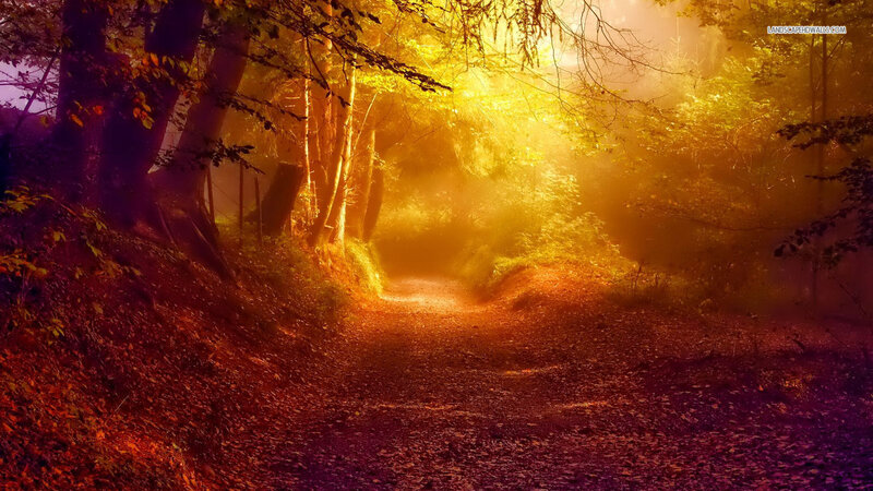 Path Through Autumn Forest — Gold, Serene, Photograph, Trees, Sunlight