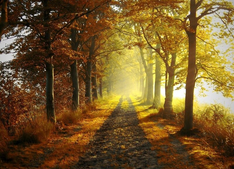 Path Through Autumn Forest — Gold, Serene