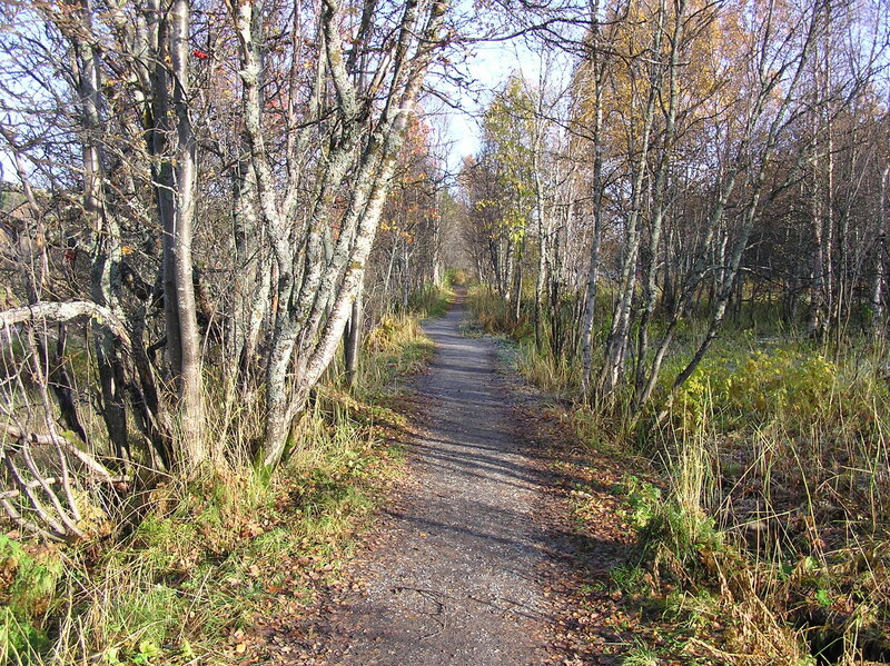 Path Through Autumn Forest — Grass