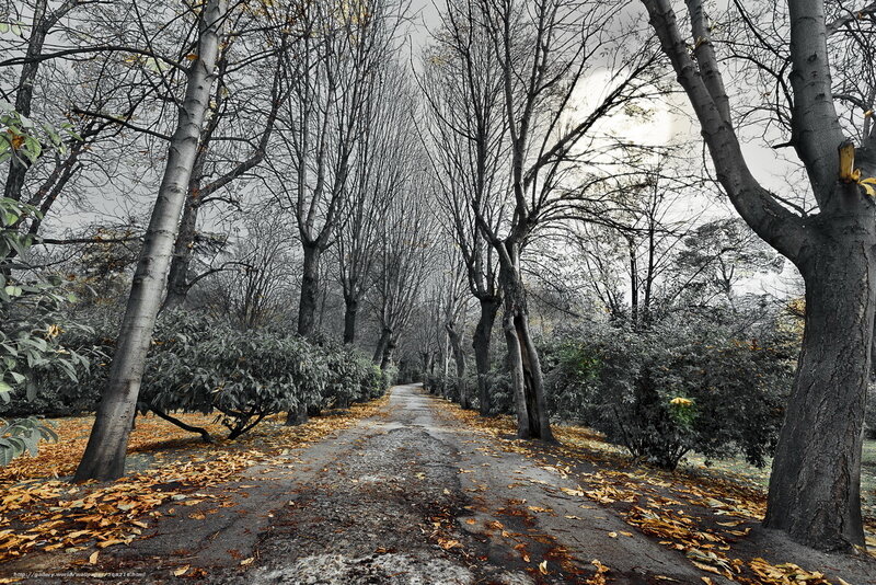 Path Through Autumn Forest — Gray