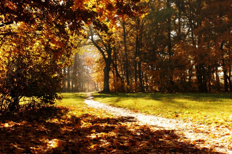 Path Through Autumn Forest — Green, Brown