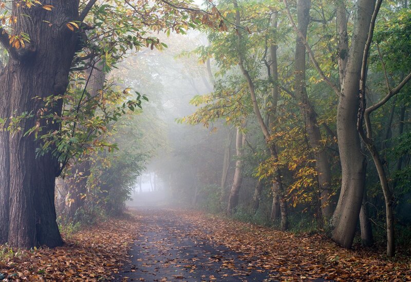 Path Through Autumn Forest — Green, Misty, Photograph, Trees, Fog