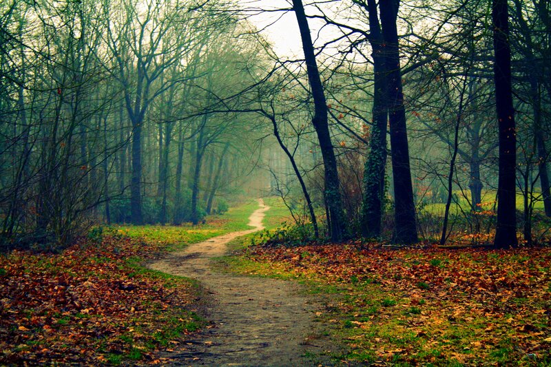 Path Through Autumn Forest — Green, Misty, Photograph, Trees, Leaves