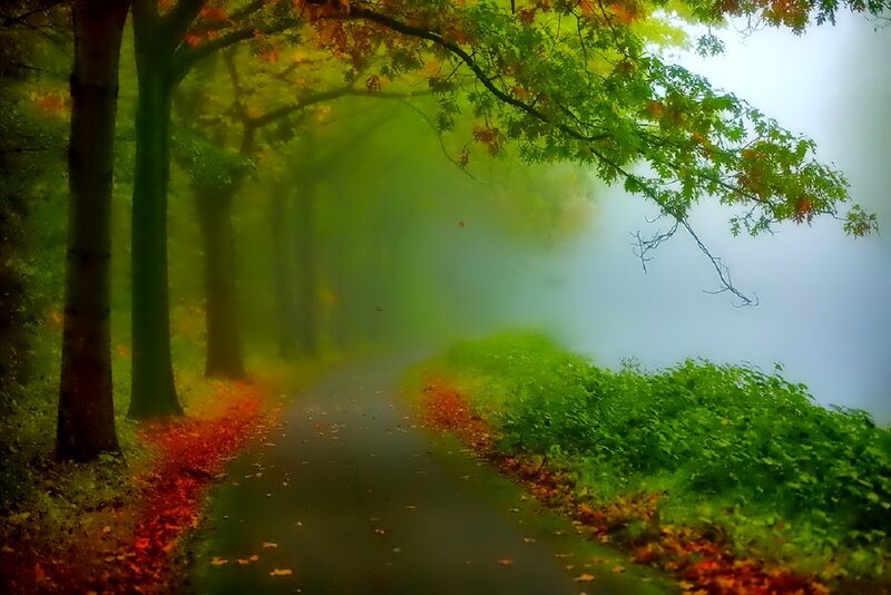 Path Through Autumn Forest — Green, Misty, Photograph, Trees