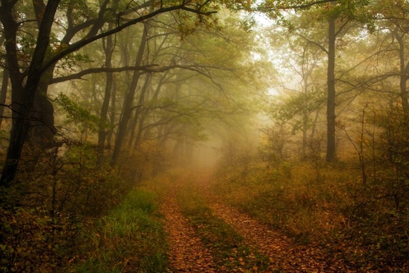 Path Through Autumn Forest — Green, Misty