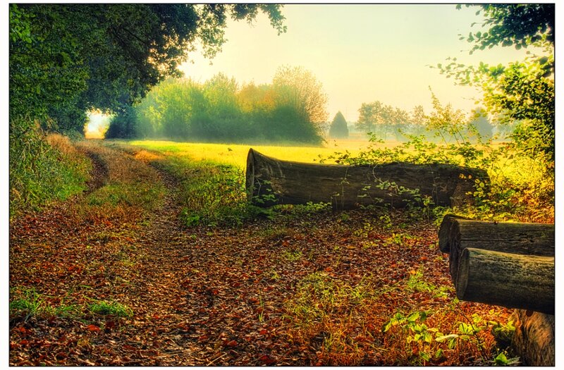 Path Through Autumn Forest — Green, Serene, Morning, Photograph