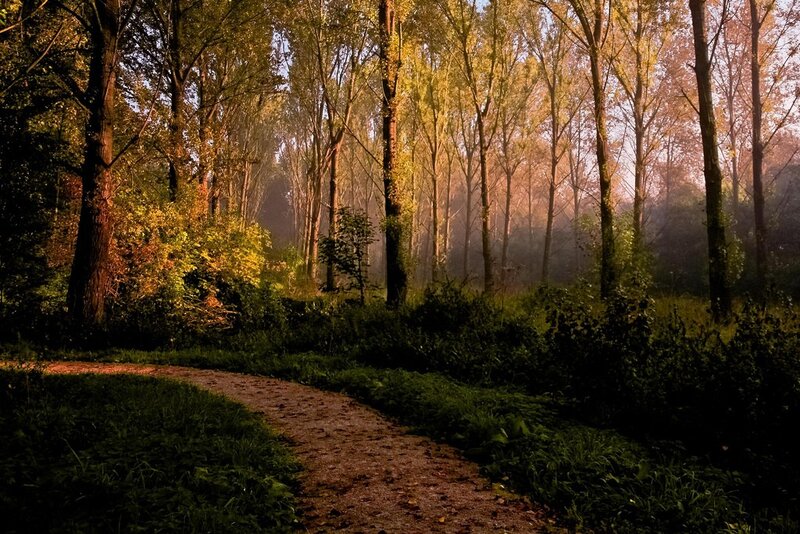 Path Through Autumn Forest — Green, Serene, Morning, Photograph, Trees, Fog