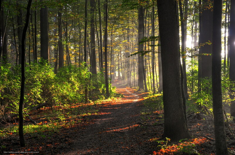 Path Through Autumn Forest — Green, Serene, Morning, Photograph, Trees, Leaves