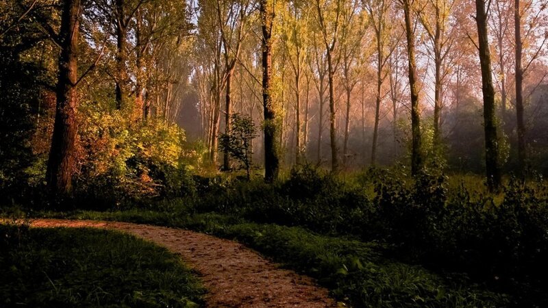 Path Through Autumn Forest — Green, Serene, Morning, Photograph, Trees