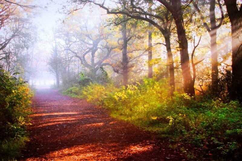 Path Through Autumn Forest — Green, Serene, Morning