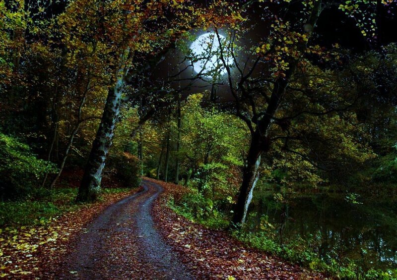 Path Through Autumn Forest — Green, Serene, Night