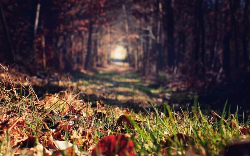 Path Through Autumn Forest — Green, Serene, Photograph, Leaves