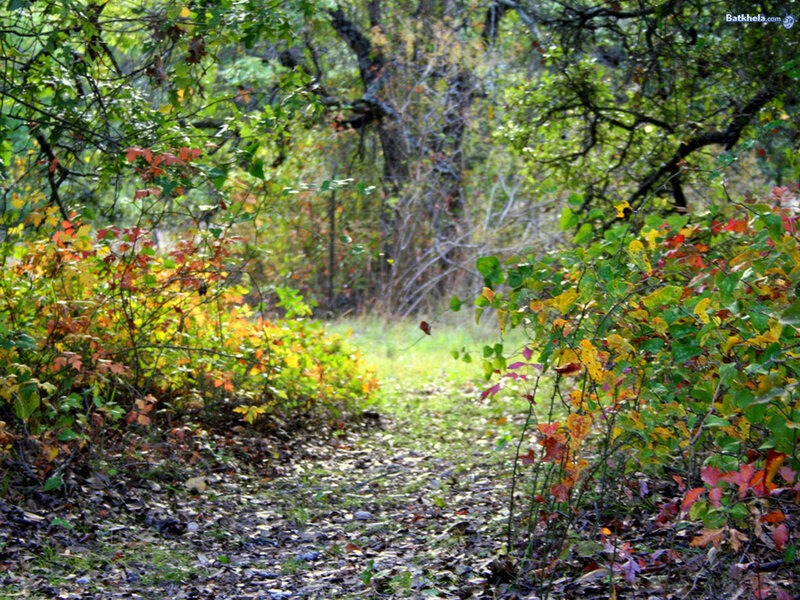 Path Through Autumn Forest — Green, Serene, Photograph