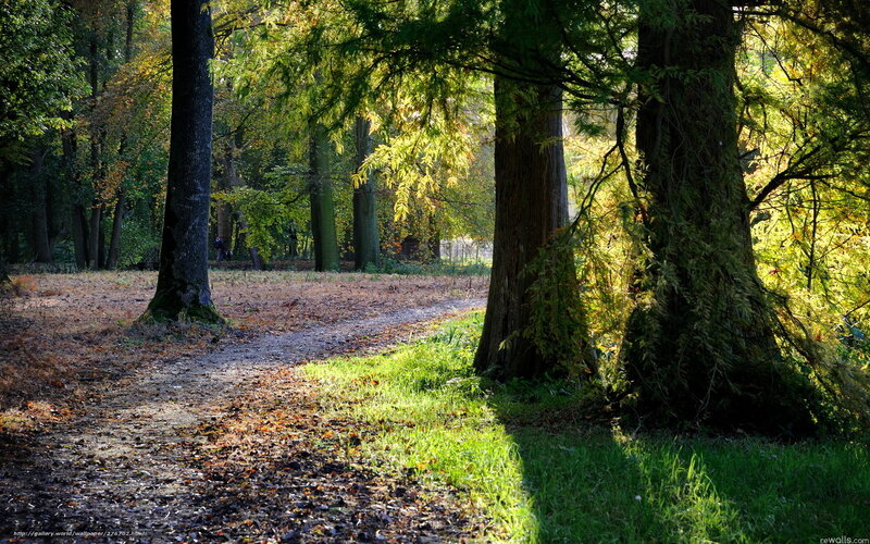 Path Through Autumn Forest — Green, Serene, Photograph, Trees, Fallen Leaves, Grass