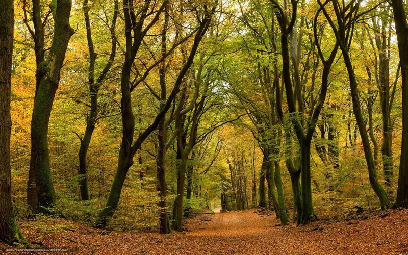 Path Through Autumn Forest — Green, Serene, Photograph, Trees, Fallen Leaves, Sunlight