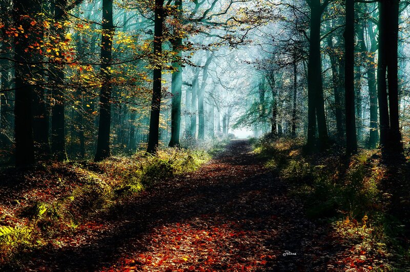 Path Through Autumn Forest — Green, Serene, Photograph, Trees, Fallen Leaves