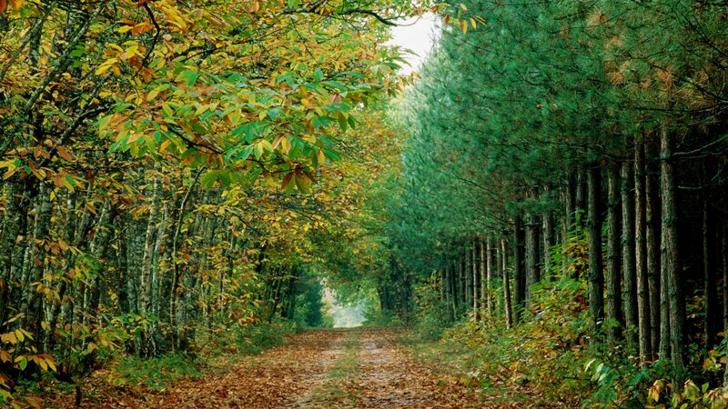 Path Through Autumn Forest — Green, Serene, Photograph, Trees, Fallen Leaves, Yellow, Brown
