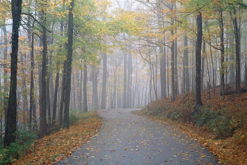 Path Through Autumn Forest — Green, Serene, Photograph, Trees, Fog, Leaves, Road